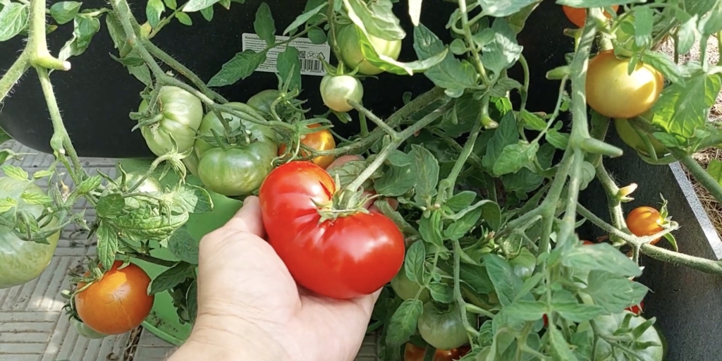 Монгольский карлик Лучшие сорта томатов: «монгольский карлик»