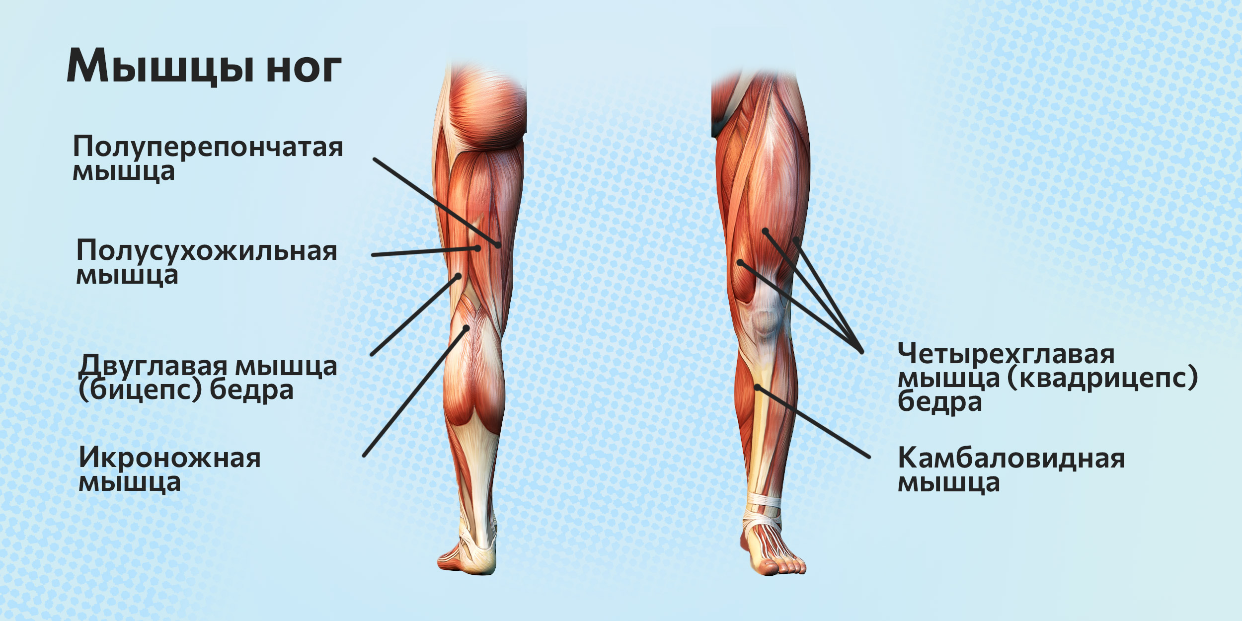 Мышцы ног