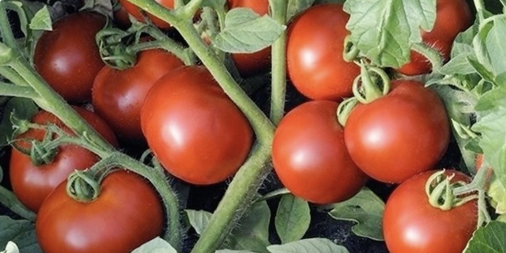 Оля F1 Лучшие сорта и гибриды помидоров для теплиц: «оля F1»