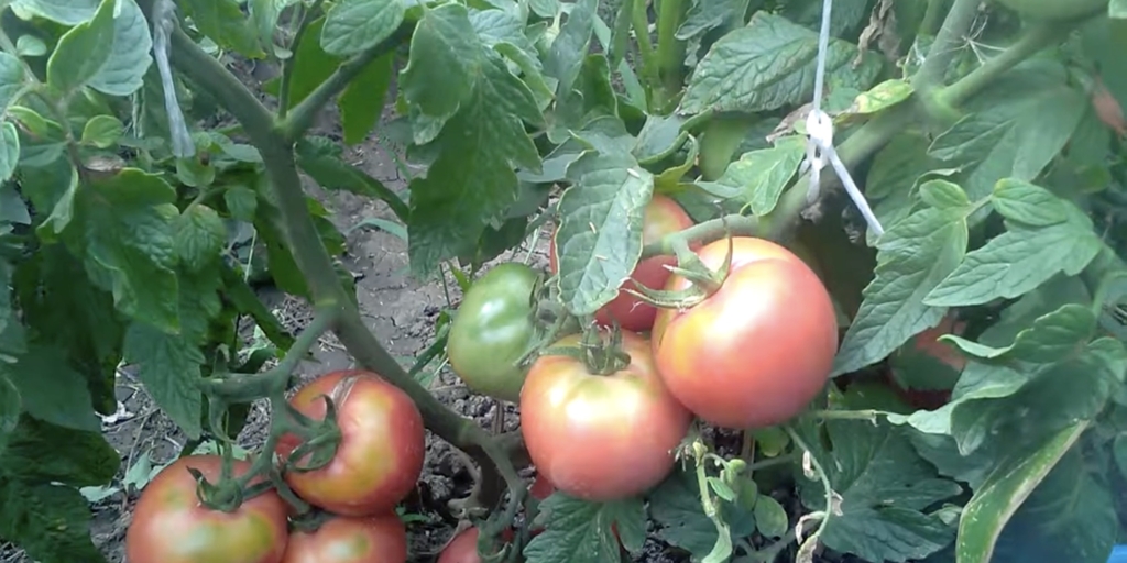 Розовое чудо F1 Лучшие сорта и гибриды томатов для теплиц: «розовое чудо F1»