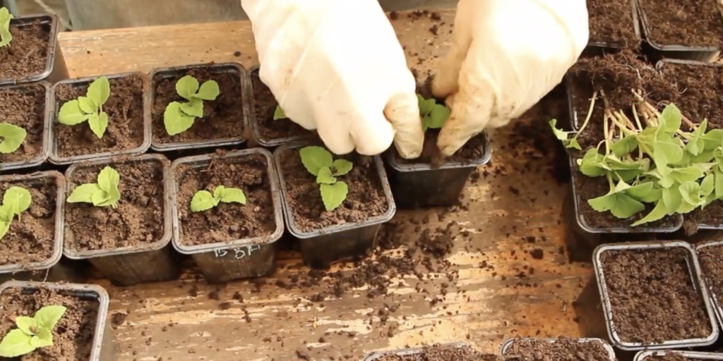 Пересадите росток Пересадите росток