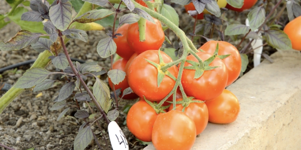 Санька Лучшие сорта томатов: «санька»