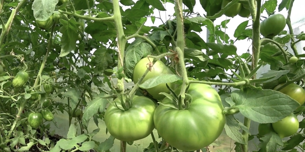 Титаник F1 Сорта и гибриды помидоров с фото и описанием: «титаник F1»