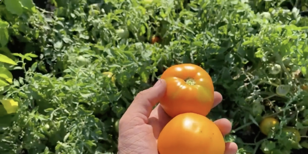 Хурма Самые вкусные сорта томатов: «хурма»