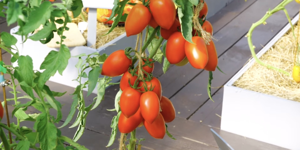 Жара F1 Лучшие сорта и гибриды томатов для теплицы: «жара F1»