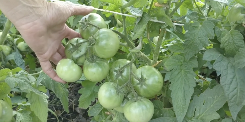 Жорик-обжорик Лучшие сорта томатов: «жорик-обжорик»