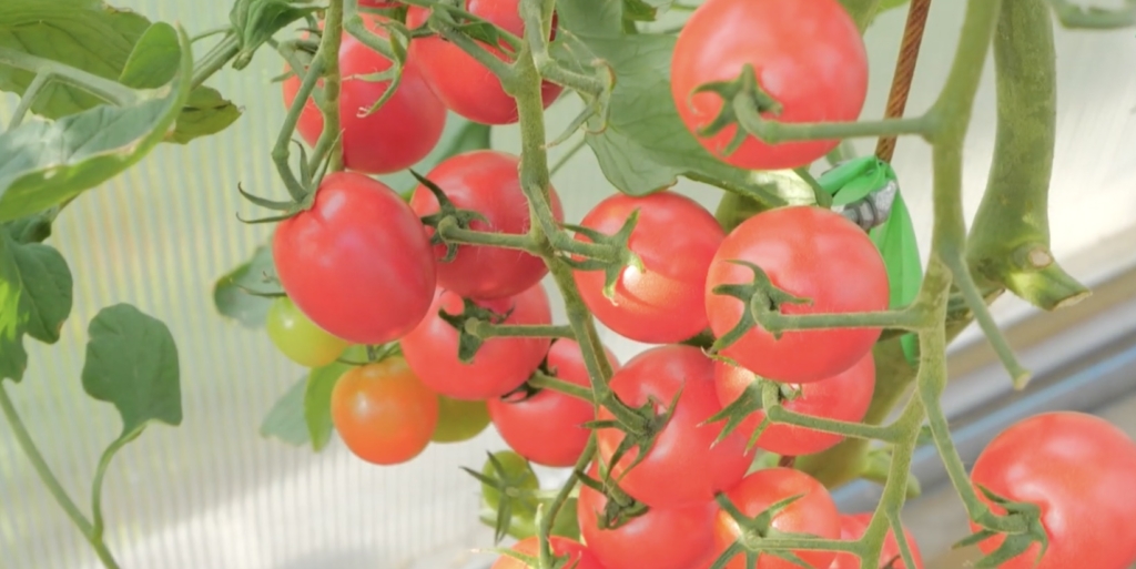 Зимняя вишня F1 Зимняя вишня F1