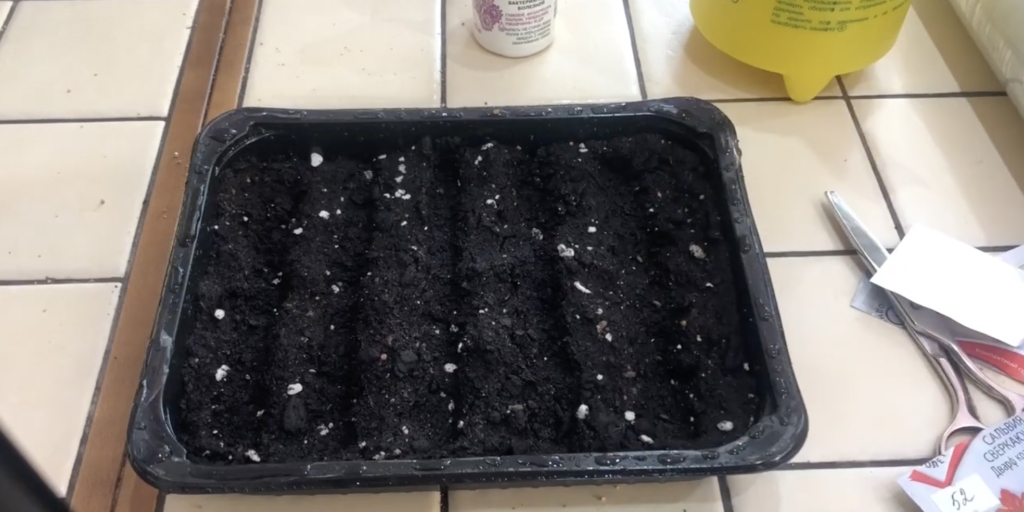 Сделайте бороздки Когда и как сажать сальвию на рассаду: сделайте бороздки