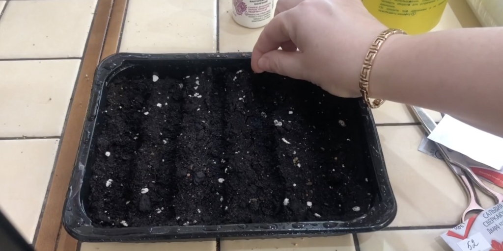 Разложите семена Когда и как сажать сальвию на рассаду: разложите семена