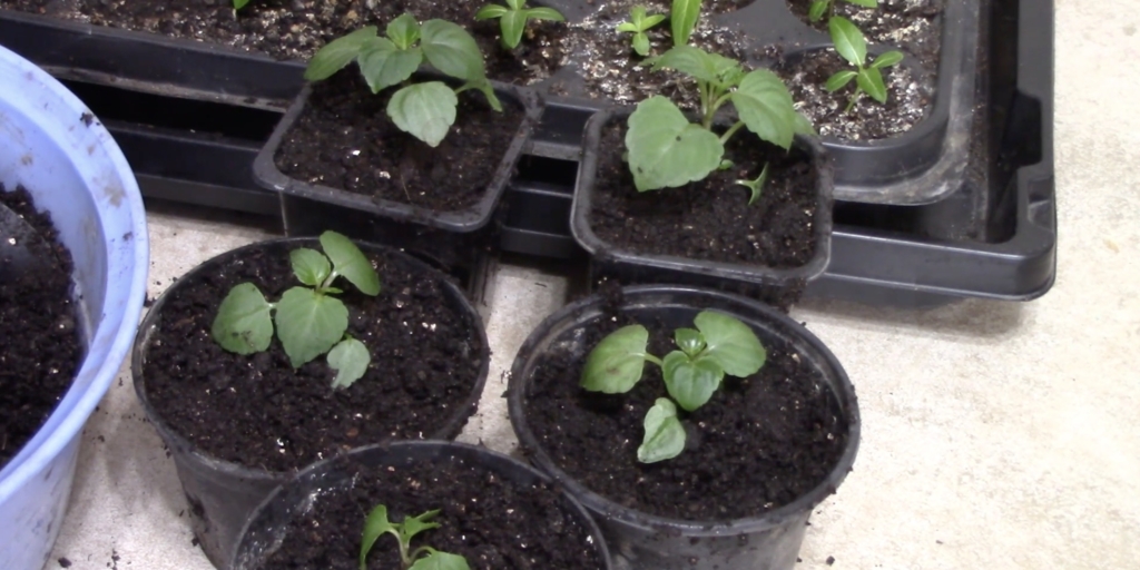 Пересадите растения