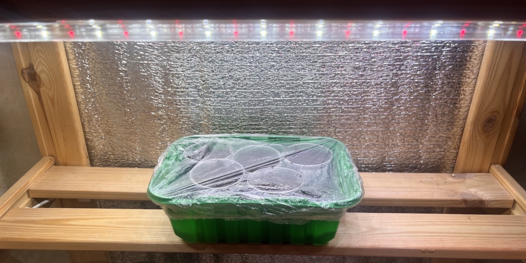 Когда и как сажать бальзамин на рассаду: накройте посевы