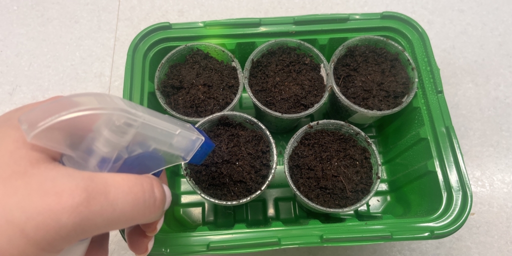 Когда и как сажать бальзамин на рассаду: сбрызните семена водой