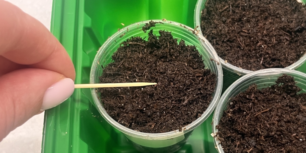 Когда и как сеять бальзамин на рассаду: вдавите семечко в землю