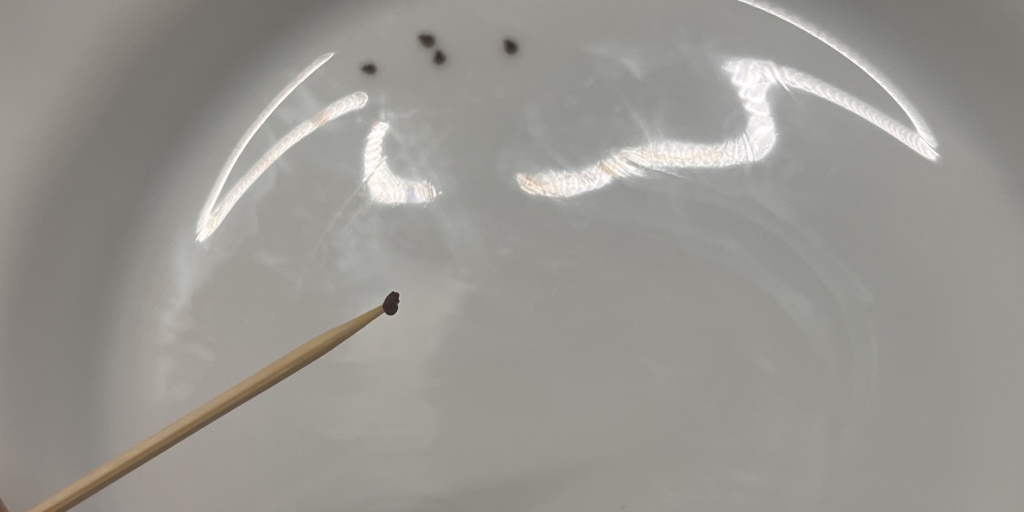 Когда и как сеять бальзамин на рассаду: захватите семя зубочисткой