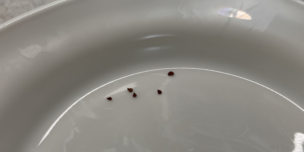 Когда и как сеять бальзамин на рассаду: пересыпьте семена