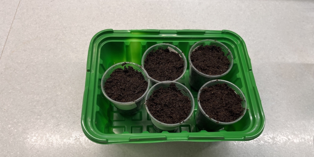 Когда и как сеять бальзамин на рассаду: подготовьте ёмкости