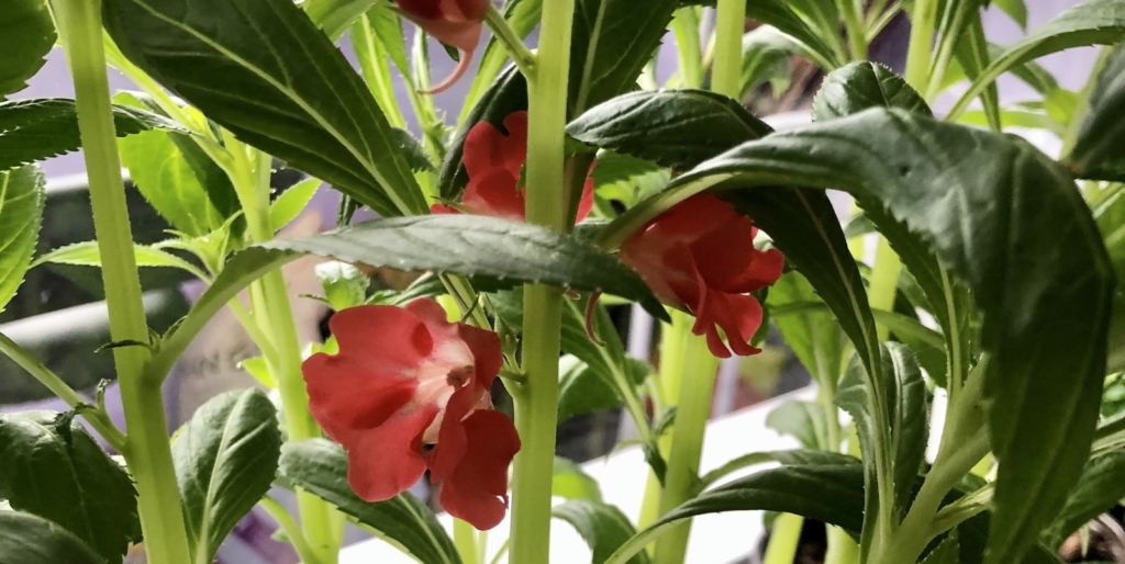 Фото бальзамина садового