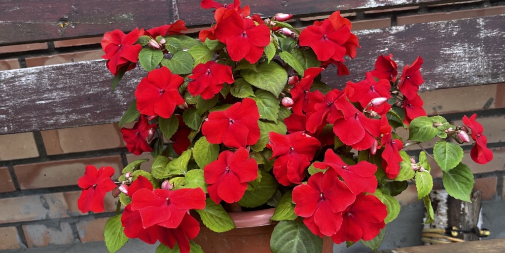 Бальзамин Уоллера, фото