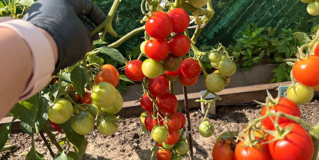 Черри блоссом F1 Черри блоссом F1