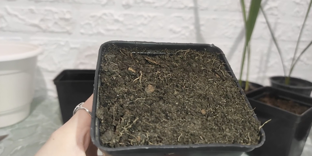 Как вырастить финиковую пальму из косточки в домашних условиях: утрамбуйте грунт