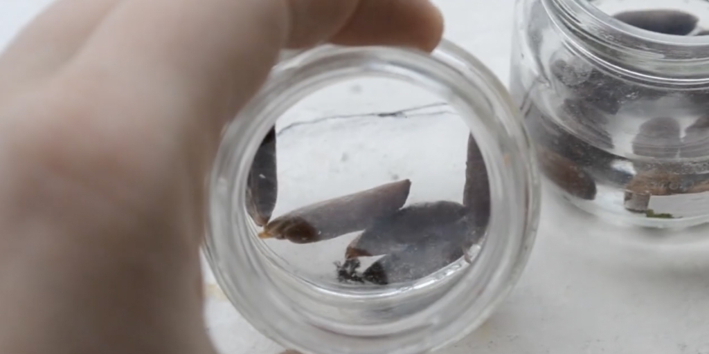 Как вырастить финик из косточки в домашних условиях: замочите косточки