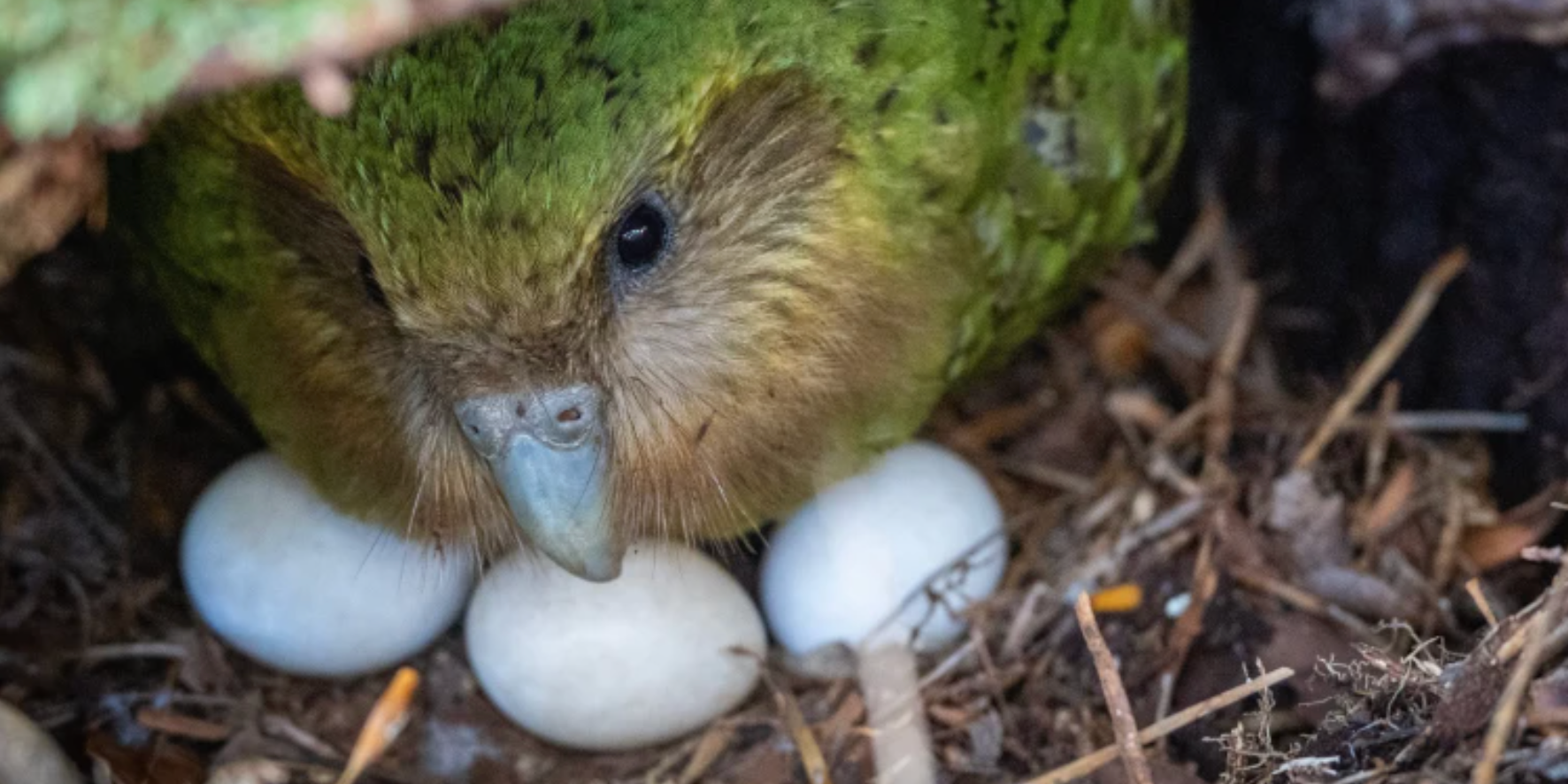 Считавшиеся когда-то вымершими «неуклюжие попугаи» какапо начали активно размножаться