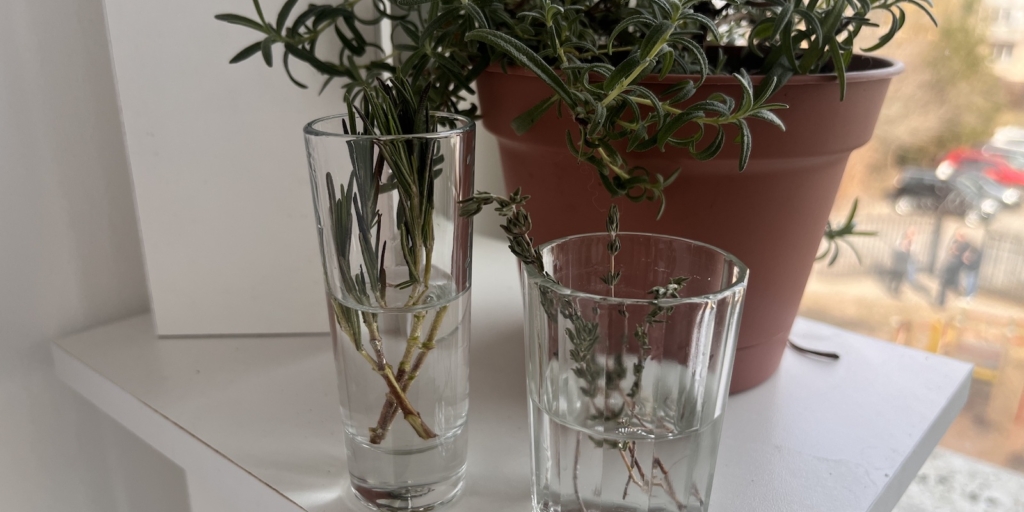 Погрузите черенки в воду