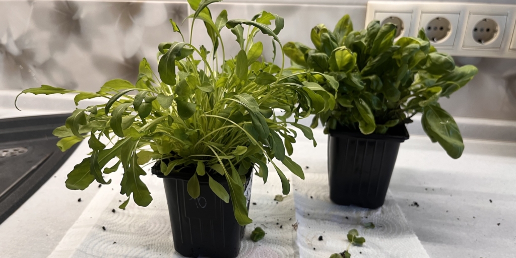 Опустите зелень в горшок 