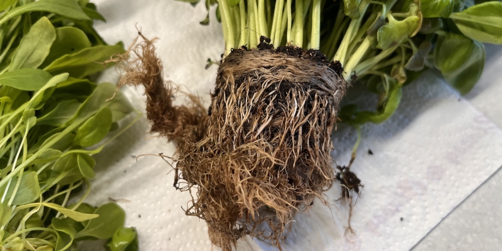 Извлеките земляной ком