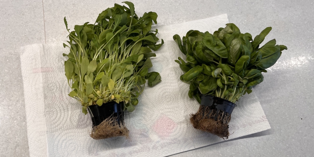 Выберите зелень в горшочках