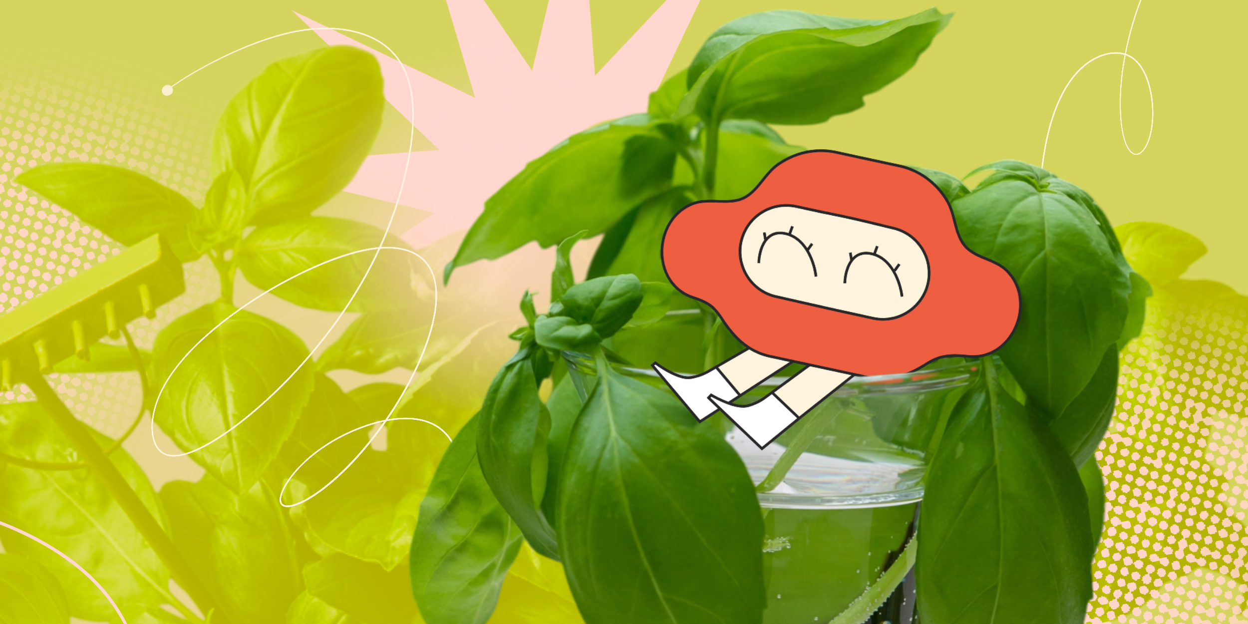 Как я размножаю зелень из магазина в домашних условиях