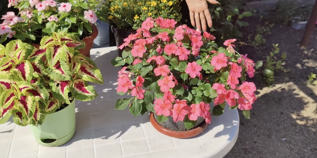 Бальзамин Уоллера, фото