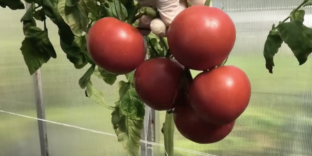 Галочка F1 Галочка F1