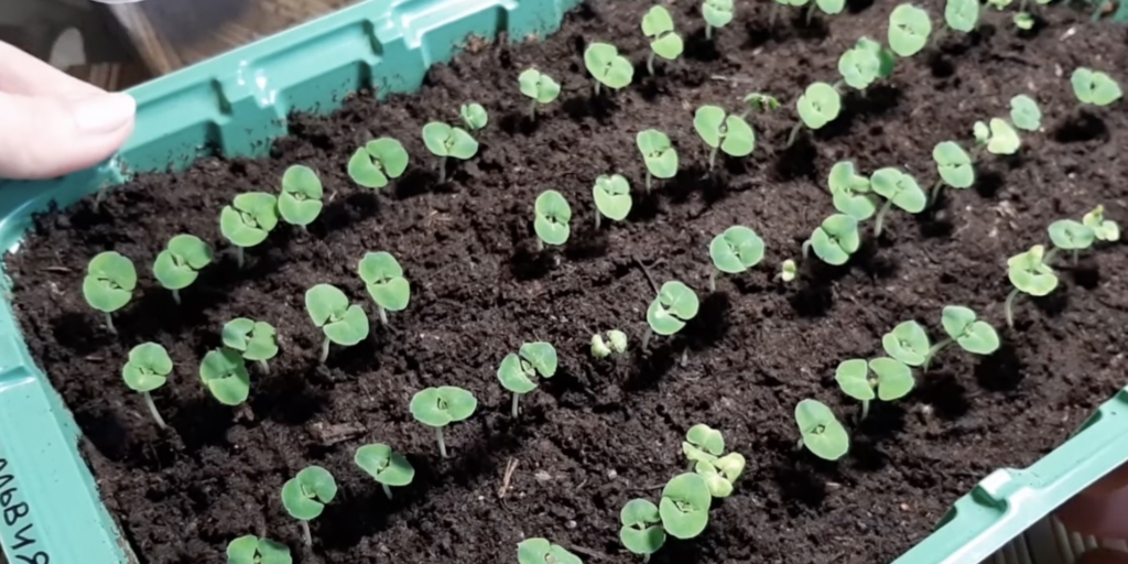 Дождитесь всходов Когда и как сеять сальвию на рассаду: дождитесь всходов