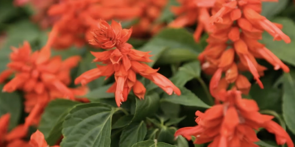 Сальвия Когда и как сеять сальвию на рассаду