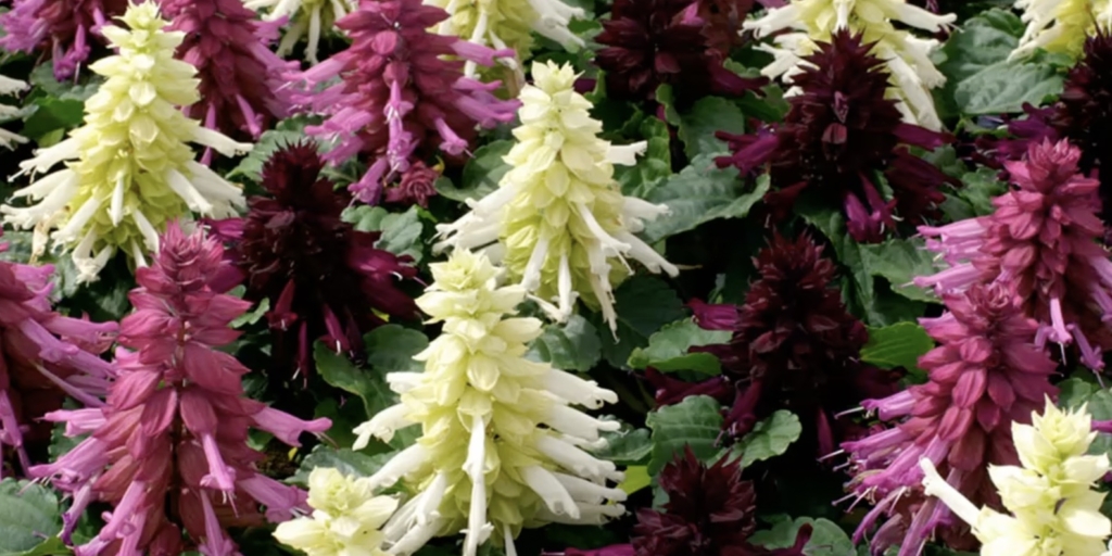 Сальвия Когда и как сеять сальвию на рассаду