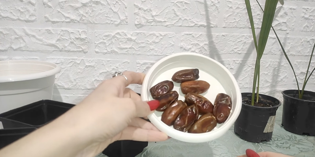 Как вырастить финик из косточки в домашних условиях: подготовьте плоды