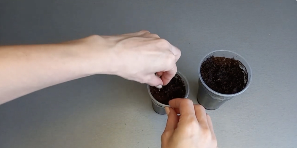 Как вырастить финиковую пальму из косточки в домашних условиях: посадите финики