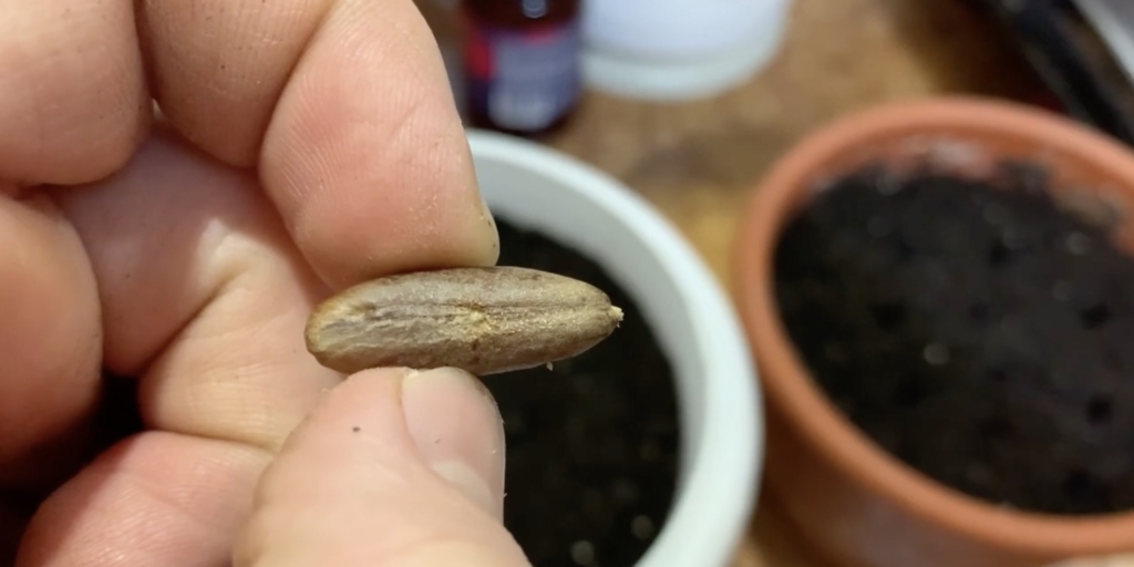 Как вырастить финиковую пальму из косточки в домашних условиях: посадите финики