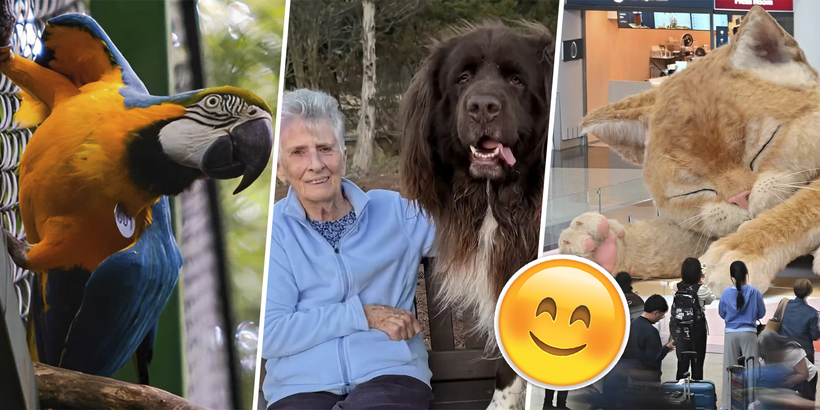 Огромный кот, новая вакцина и вера в людей: собрали действительно хорошие новости за апрель