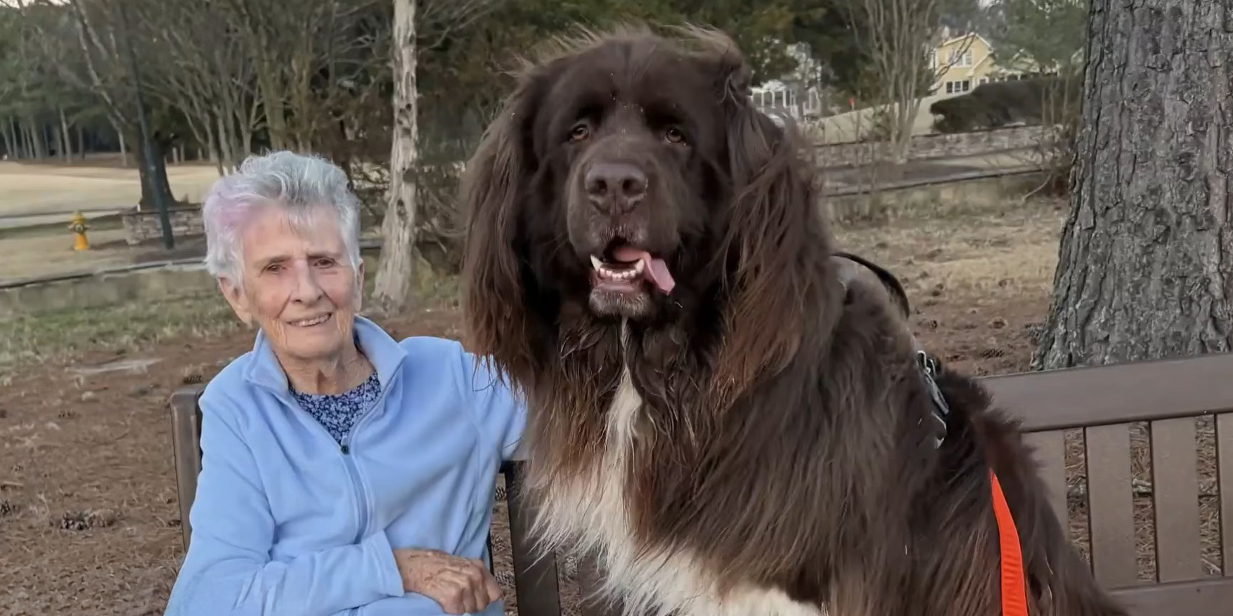 96-летняя американка нашла необычного садовника — огромный пёс копает ей лунки под цветы