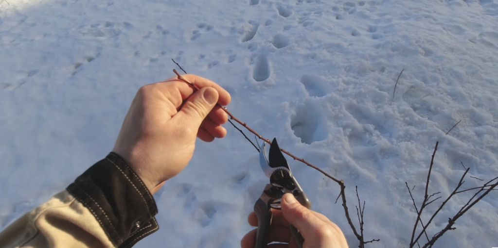 Обрезка шарафуги