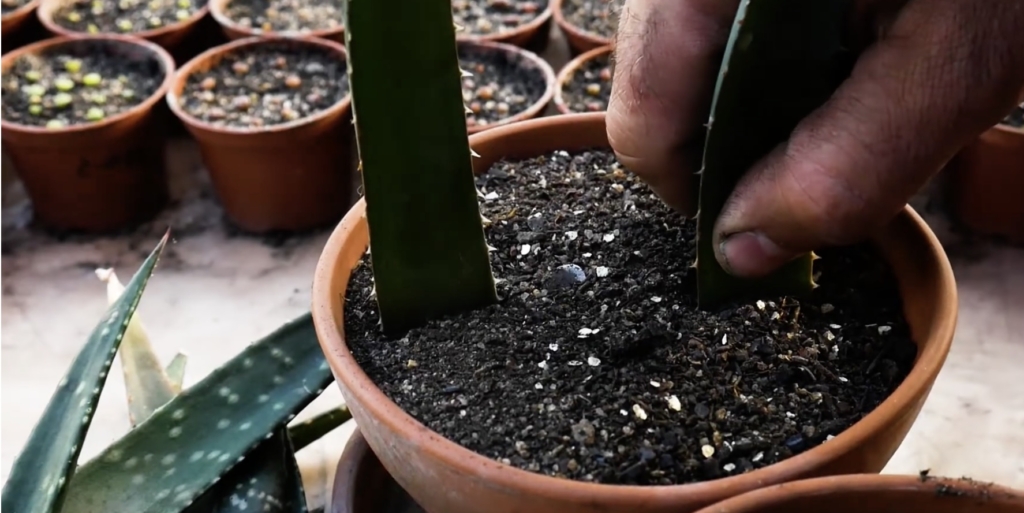 Как размножить алоэ в домашних условиях: посадите листья