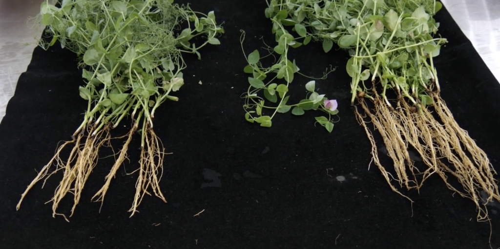 Что такое микориза и как она работает