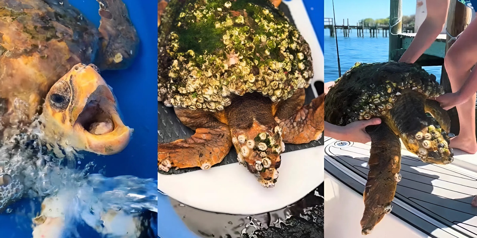 Шанс на новую жизнь: женщина 92 дня спасала морскую черепаху, покрытую сотнями ракушек