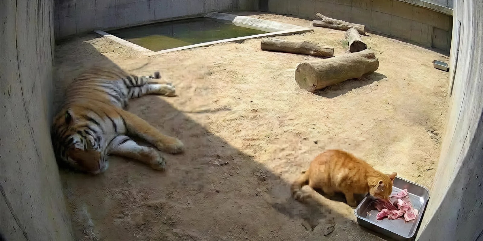 Дерзкий рыжий кот перехитрил смотрителей зоопарка в Мексике и украл еду у огромного тигра