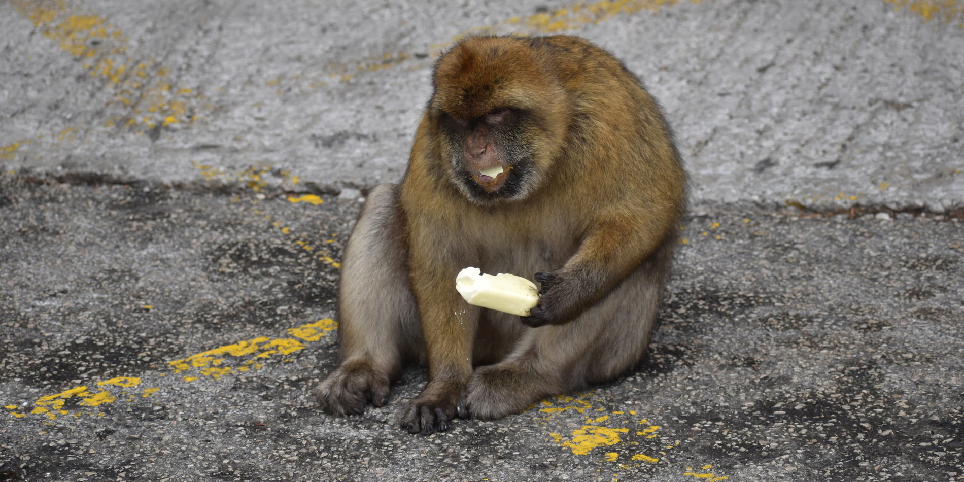 Макаки в Гибралтаре начали поедать землю — всё из-за людей