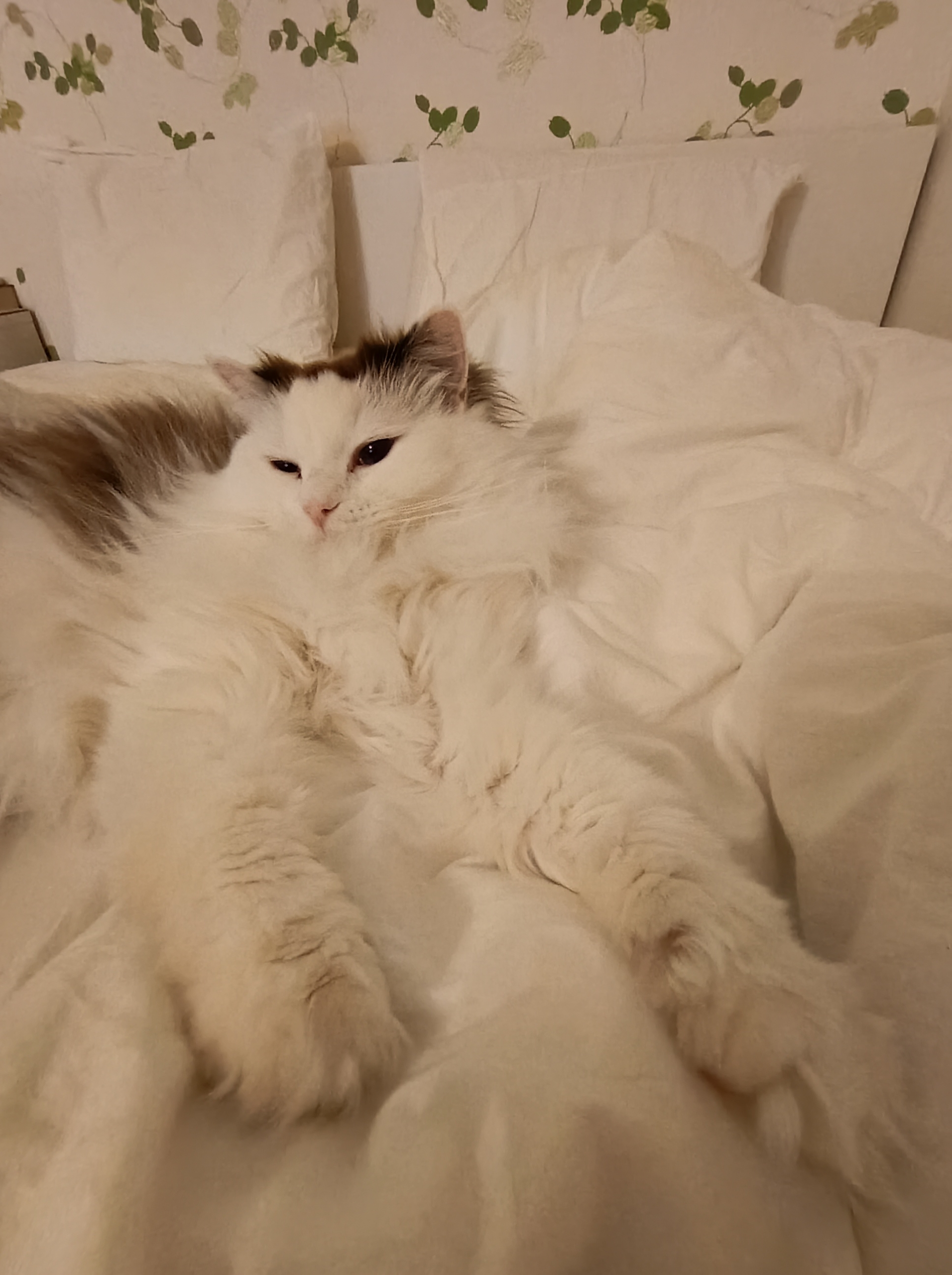 Домашнее фото Обзор Honor 600 Lite: домашнее фото