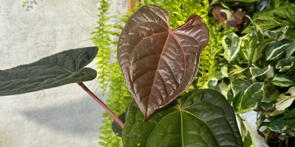 Anthurium red crystallinum NSE x luxurians Anthurium red crystallinum NSE × luxurians