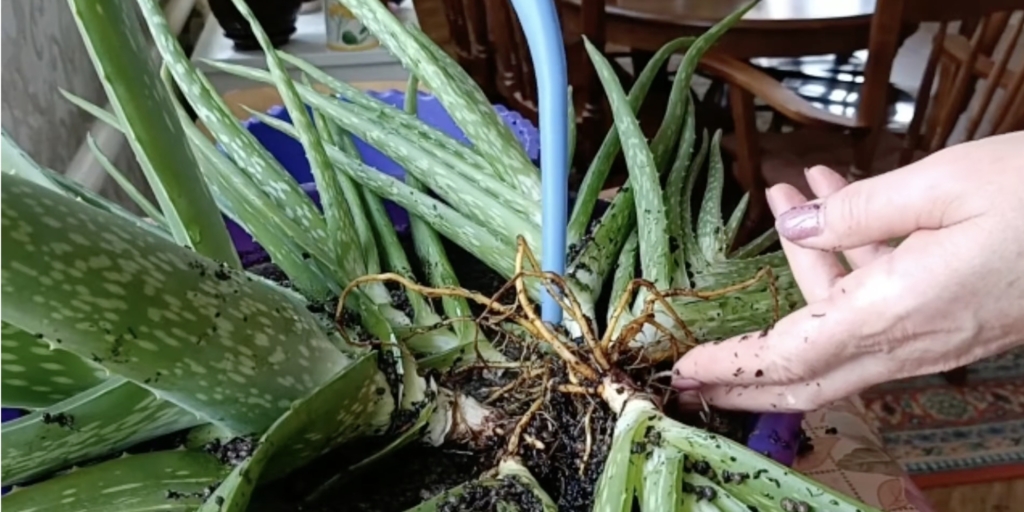 Как размножить алоэ в домашних условиях: отделите отростки